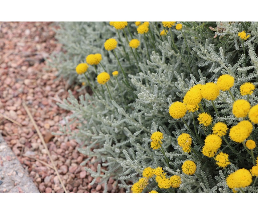 Lavender Cotton